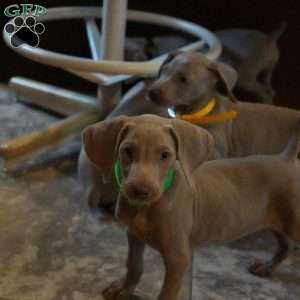 Chase, Weimaraner Puppy